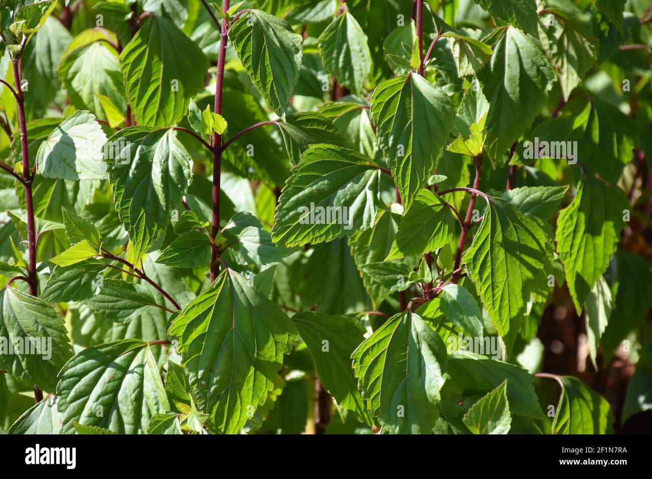 Folio verde con stelo rosso Foto Stock