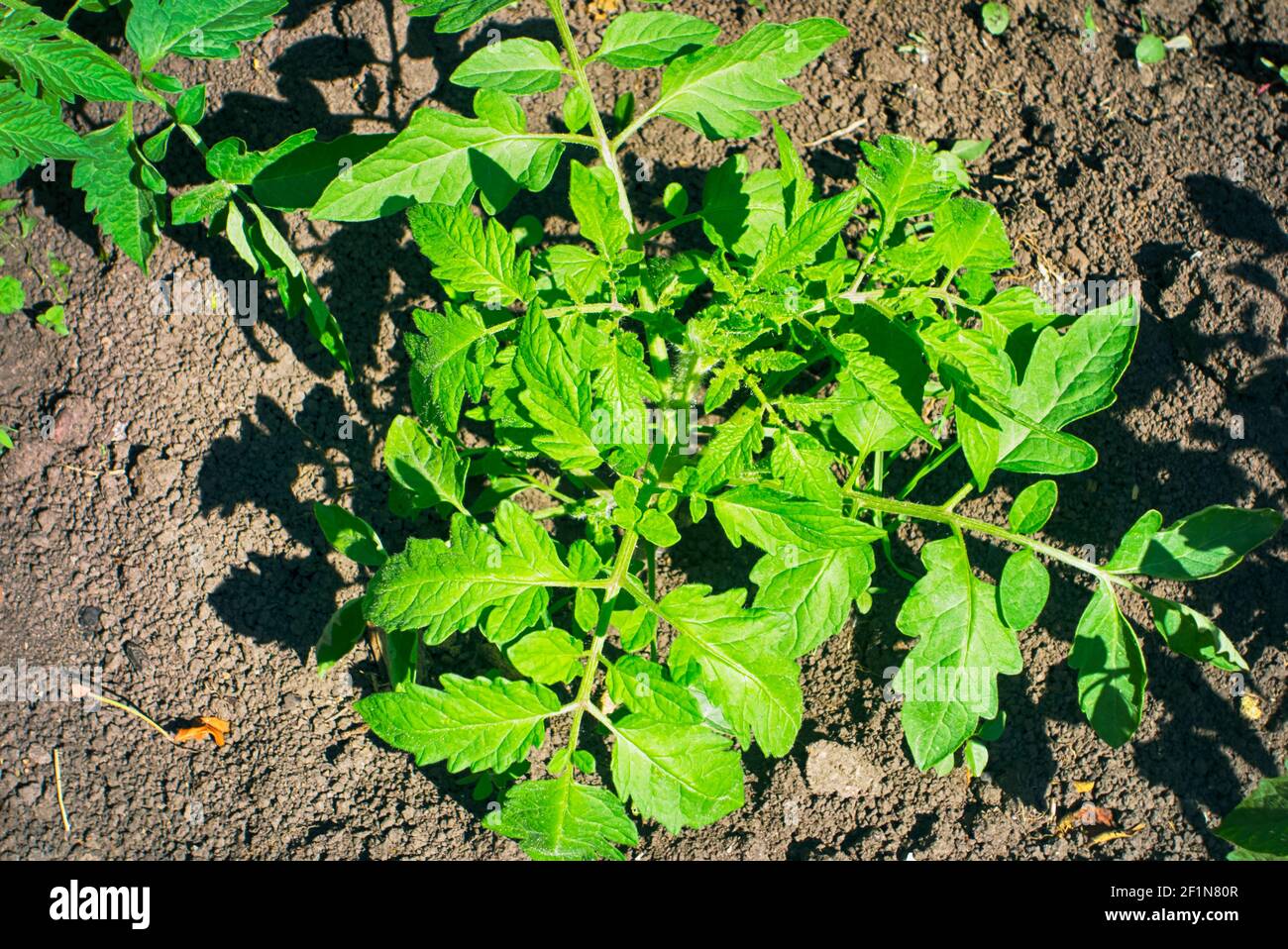 Giovane pianta di pomodoro che cresce nel giardino. Primo piano Foto Stock