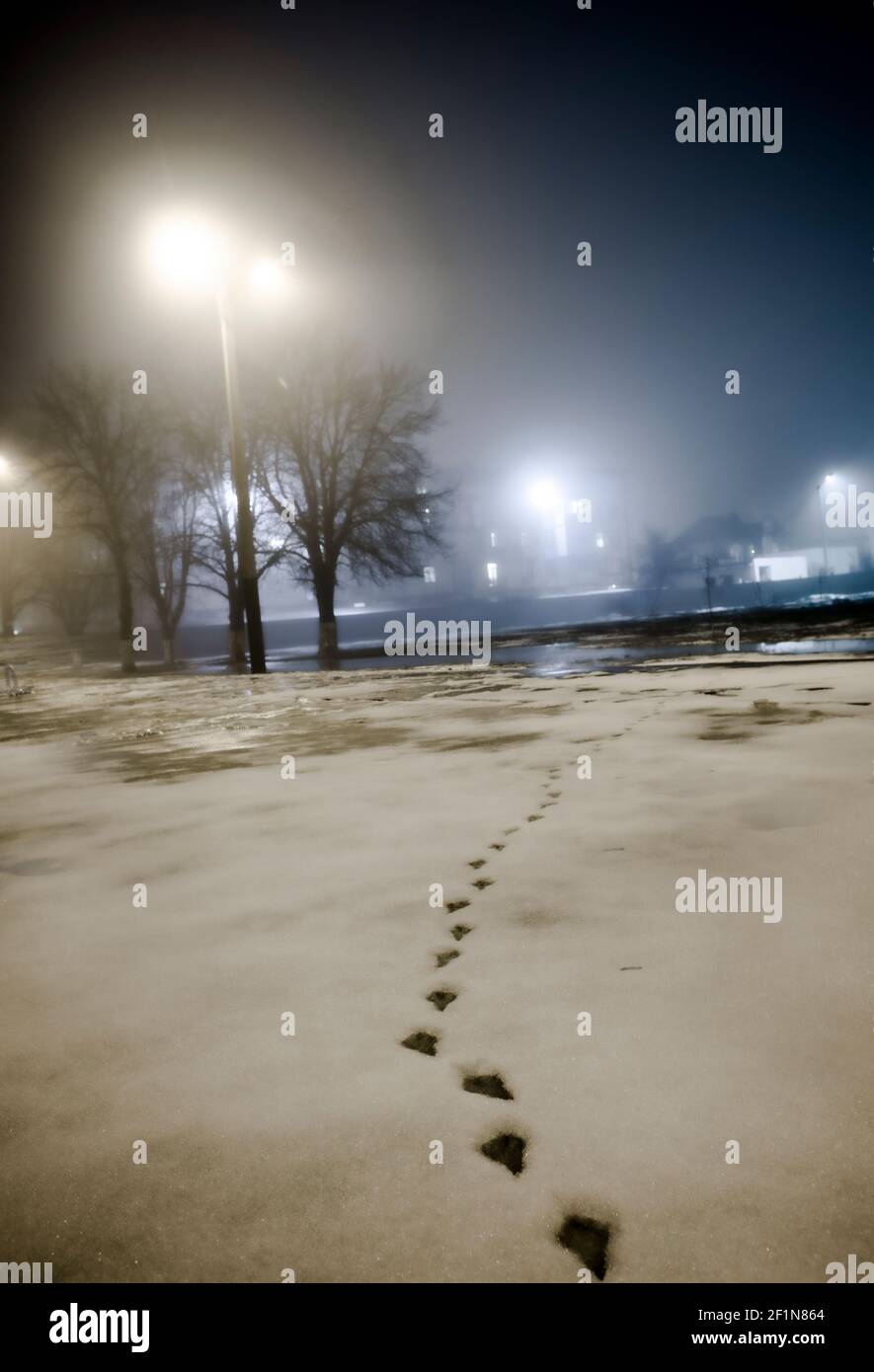 Diretto alla luce notturna impronte di un uccello, su terra coperta di neve Foto Stock