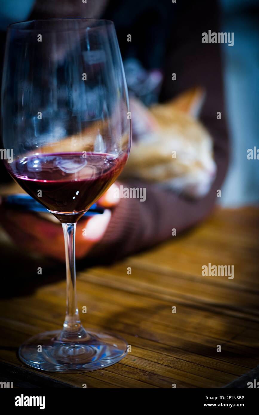 Divertente gattino rosso addormentato sul braccio, nel momento della navigazione del telefono cellulare, e consumare vino Foto Stock