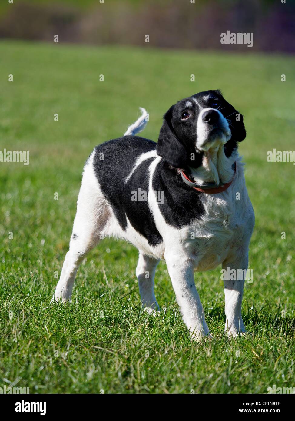 Springer Spaniel croce Labrador cane, UK Foto Stock