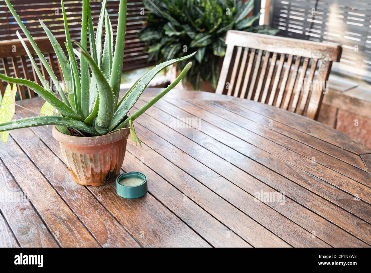 Profumata citronella naturale estratto di citronella citronella verde repellente per zanzare insetto per la sicurezza e protezione priva di sostanze chimiche Foto Stock