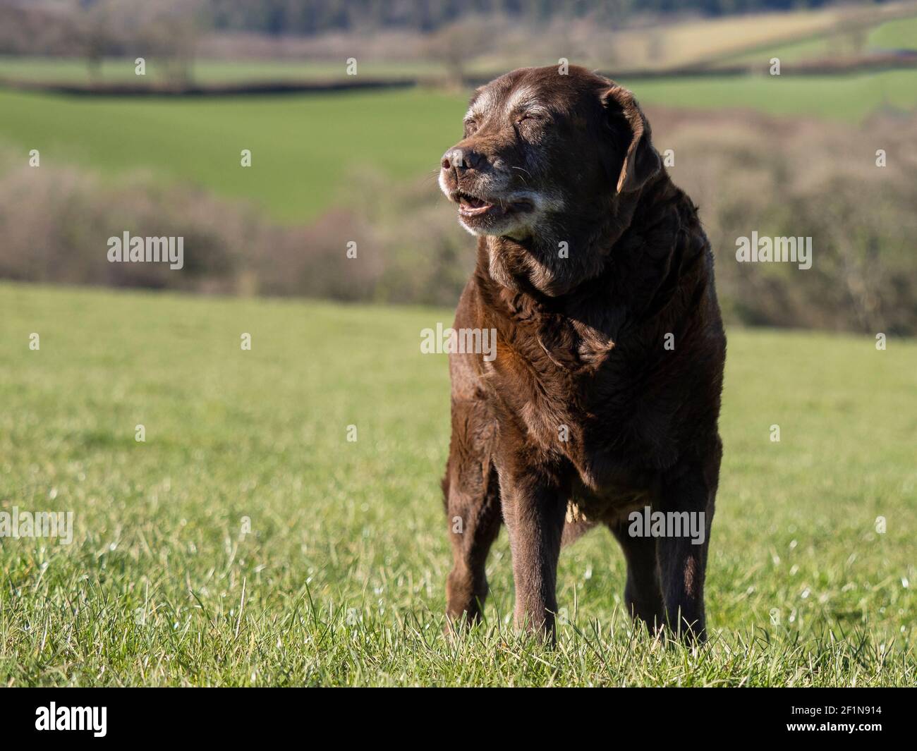 Molto vecchio Labrador cioccolato godendo del sole primaverile, Regno Unito Foto Stock
