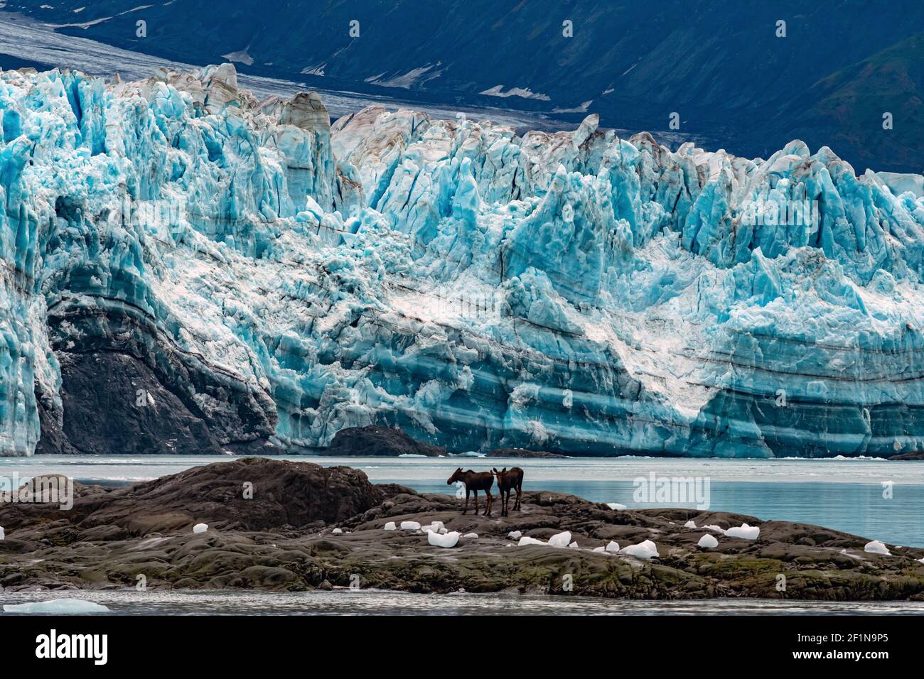 Moose a Hubbard Glacier Alaska USA Travel Foto Stock