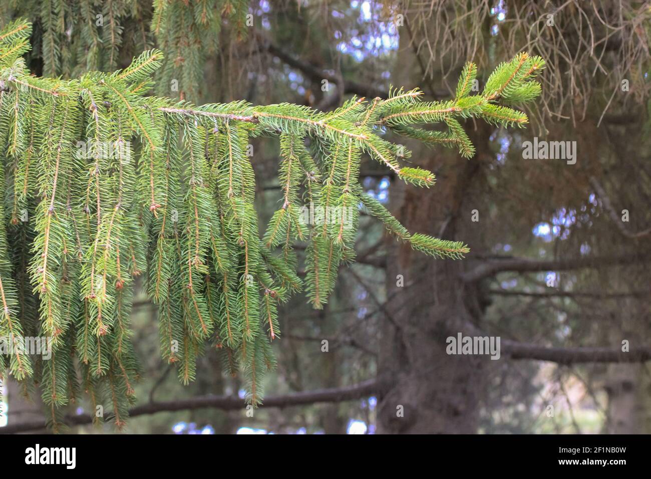 Ramo di pino verde con aghi verdi sullo sfondo di altri alberi nel parco, pineta. Pino asciutto in sfocatura. Tropicale e subtropica Foto Stock