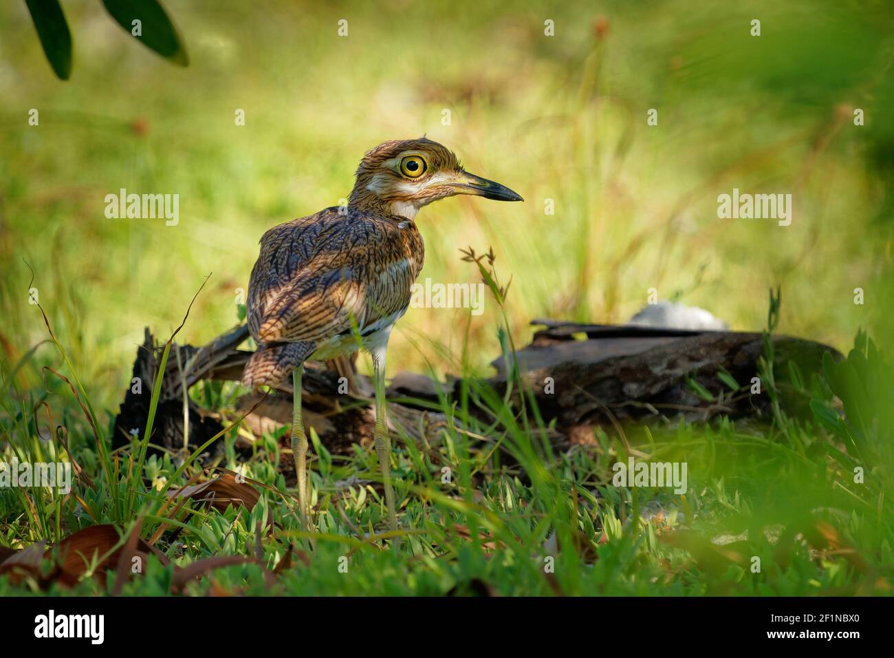 Acqua ginocchio spesso - Burhinus vermiculatus o acqua dikkop. Uccello nella famiglia del ginocchio spesso Burhinidae, trovato in tutta l'Africa sub-sahariana vicino all'acqua, pi Foto Stock