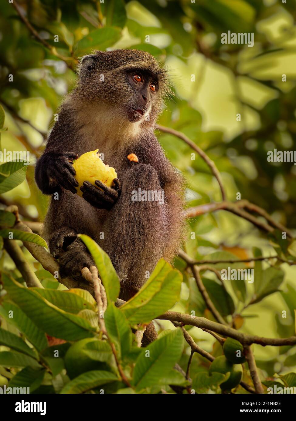 Scimmia Sykes - Cercopithecus albogularis conosciuto anche bianco-gola o Samango o argento o nero o blu o scimmia diademed, trovato tra Etiopia An Foto Stock
