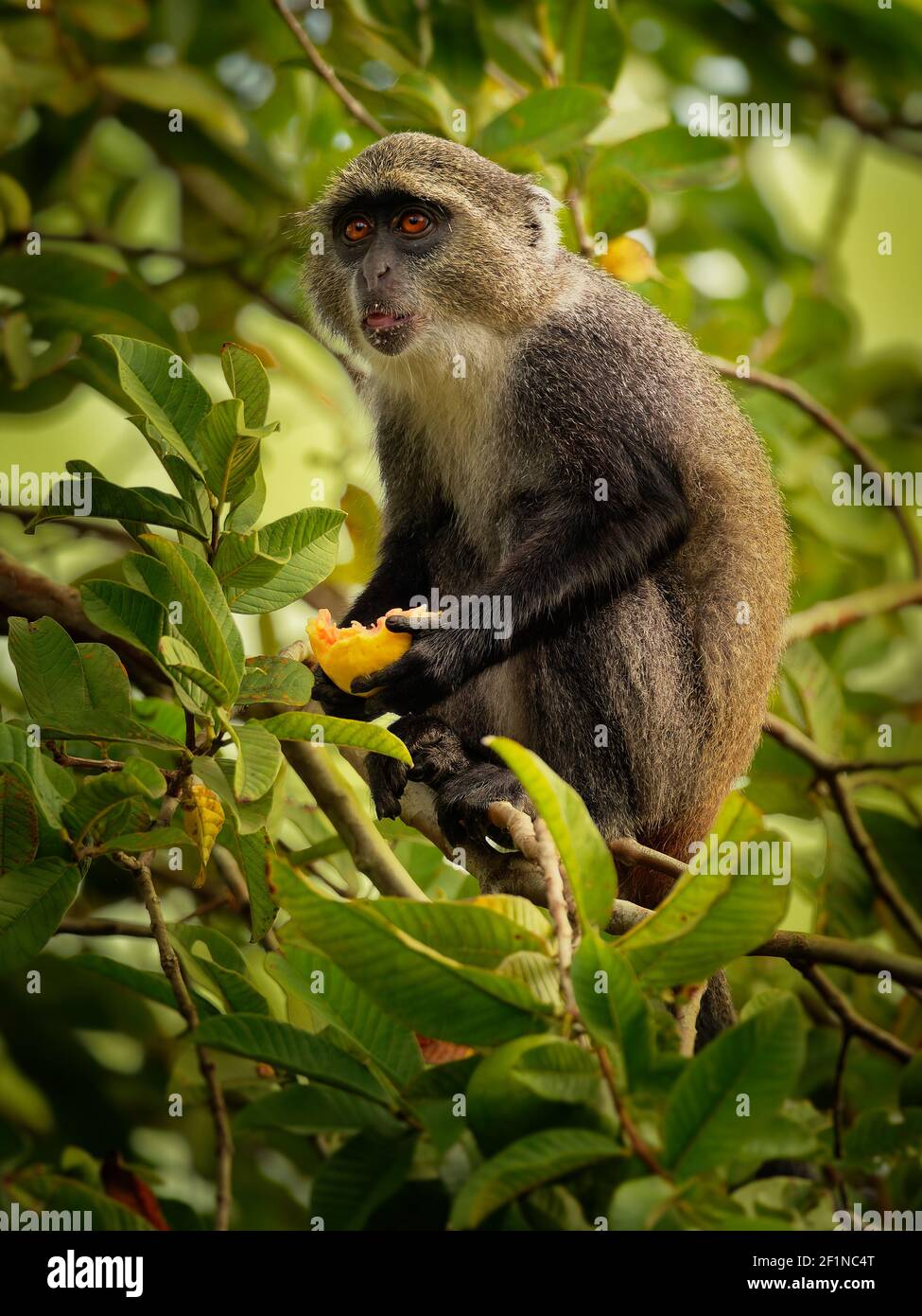 Scimmia Sykes - Cercopithecus albogularis conosciuto anche bianco-gola o Samango o argento o nero o blu o scimmia diademed, trovato tra Etiopia An Foto Stock