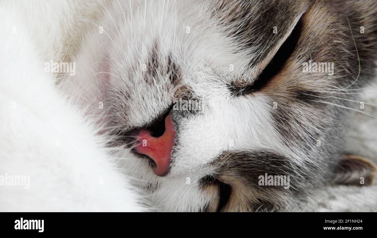 Muso di un gatto dormiente primo piano. Un nobile gatto grigio-bianco sta crogiolandosi in un dolce sogno. Foto Stock