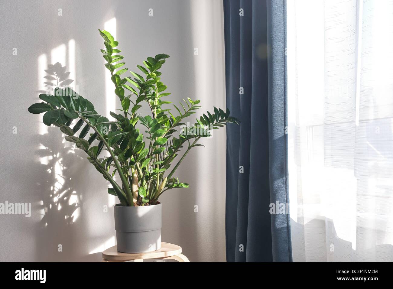 Zamioculcas o gemma Zanzibar, pianta ZZ, pianta Zuzu coltivata al vivaio Foto Stock