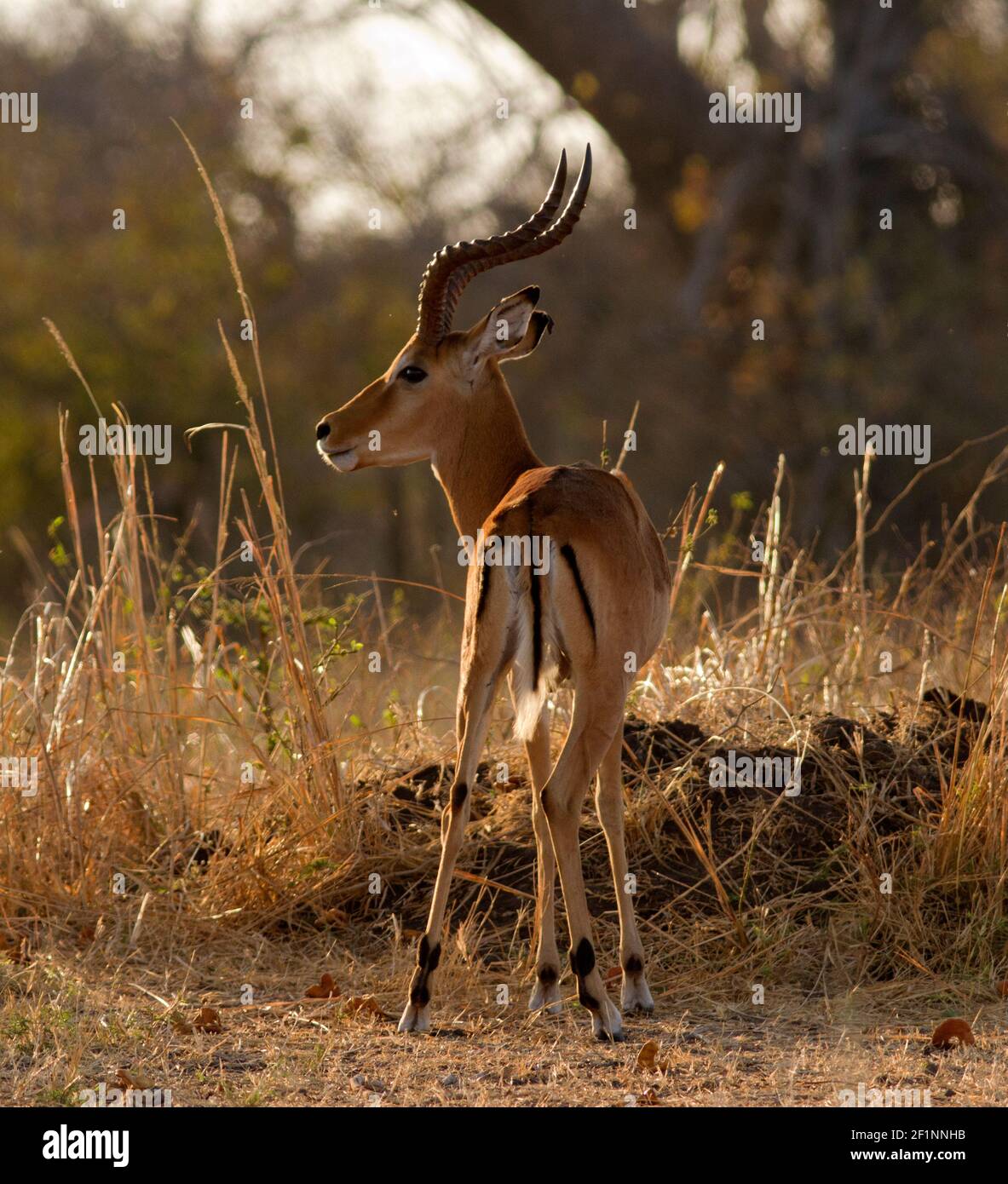 i montoni Impala maturi controllano un territorio e un harem di femmine e devono difendere entrambi durante la troia. Questo è un momento impegnativo e stressante Foto Stock