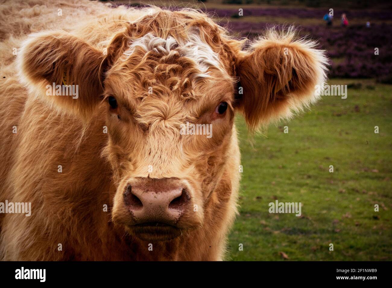 Primo piano della faccia della mucca marrone Foto Stock