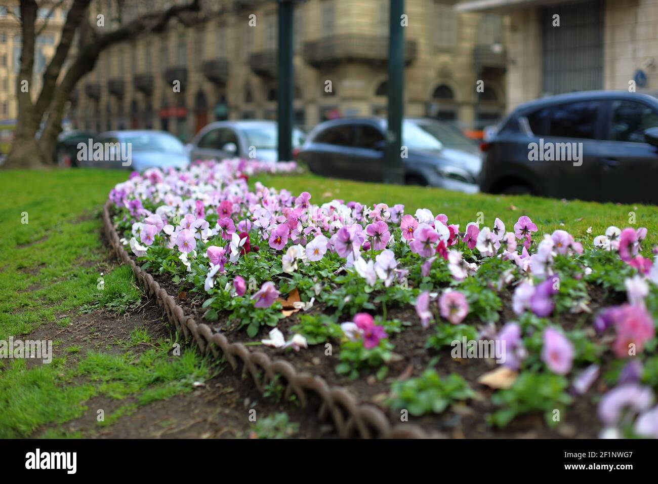 Verde urbano, pansies primavera fiori sul prato nel centro della città Foto Stock