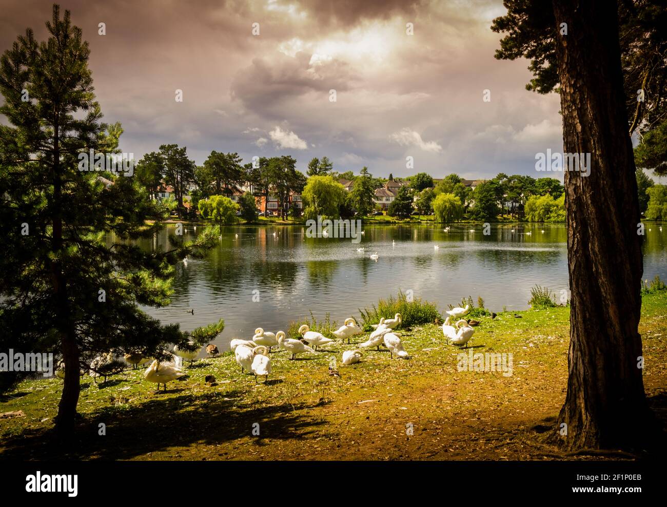 Cigni e anatre godendo il sole prima di una tempesta sul lago Roath Park a Cardiff, Galles Foto Stock