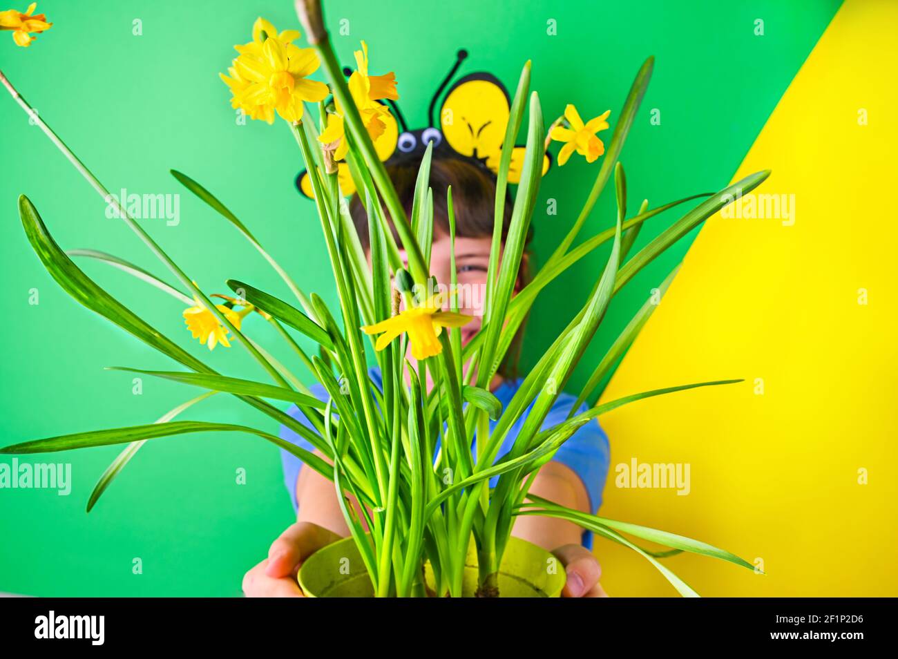 La bambina si nascose dietro i narcisi gialli su sfondo verde. Il bambino felice con i tappi delle api sta tenendo una pentola dei fiori del giardino. Stagione di piantatura nel giardino in primavera. Messa a fuoco selettiva. Spazio di copia Foto Stock