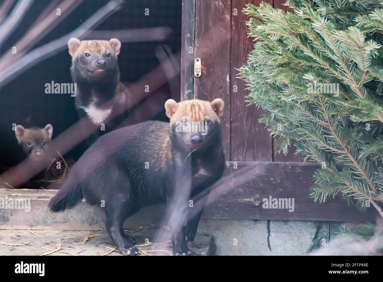 Tre cuccioli di cani da cespuglio sbirciano fuori dal loro nascondiglio. Animali selvatici Foto Stock