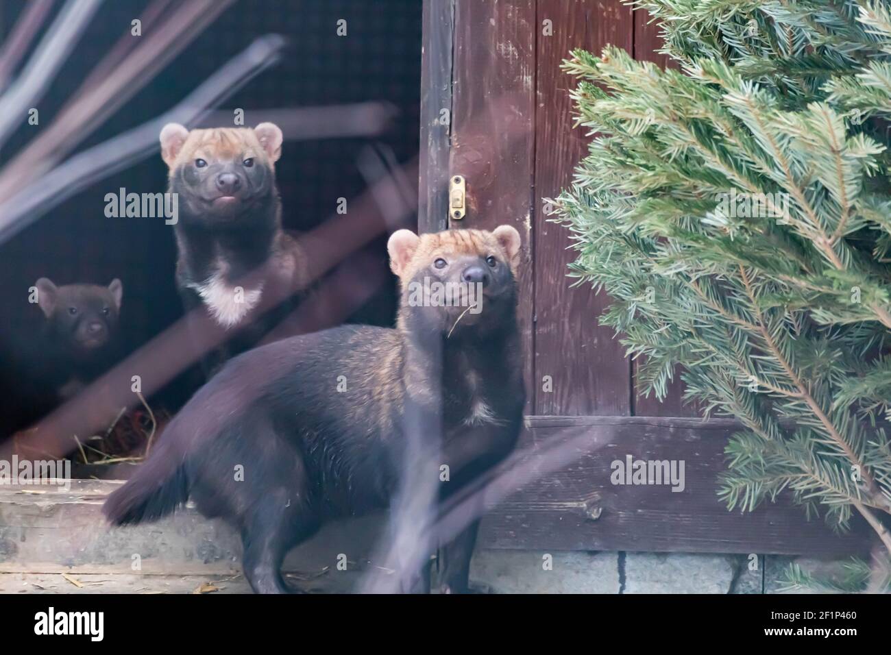Tre cuccioli di cani da cespuglio sbirciano fuori dal loro nascondiglio. Animali selvatici Foto Stock