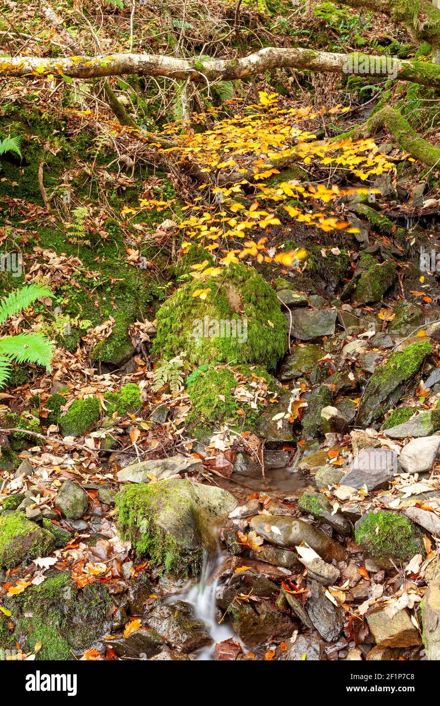 Lake District in colori autunnali a Grasmere Foto Stock