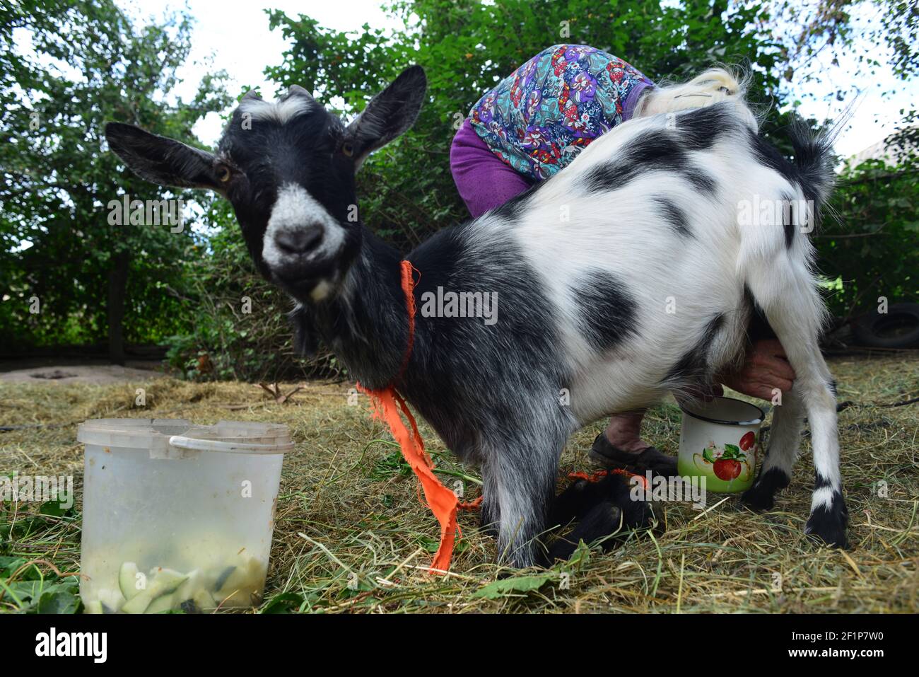 Capra mungendo da una donna anziana Foto Stock