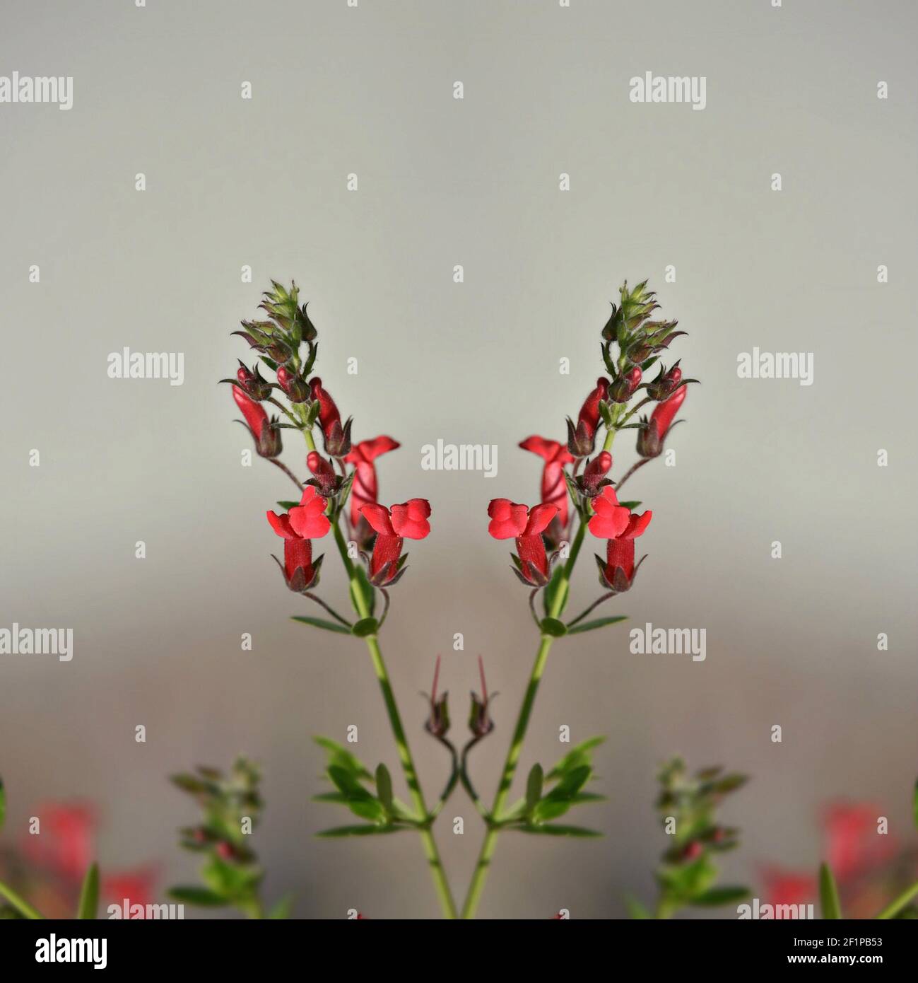 Galvezia speciosa (Isola Snapdragon) pianta ornamentale con fiori rossi  rubino a forma di tromba e foglie lucide su una composizione astratta Foto  stock - Alamy