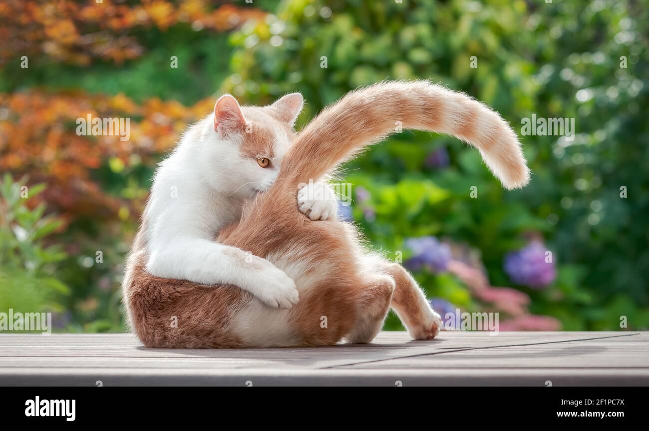 Divertente gatto lecca giocosamente la sua pelliccia sulla coda, tenendola con la sua zampa, un gattino bicolorato rosso-bianco, European Shorthair, in un giardino colorato Foto Stock