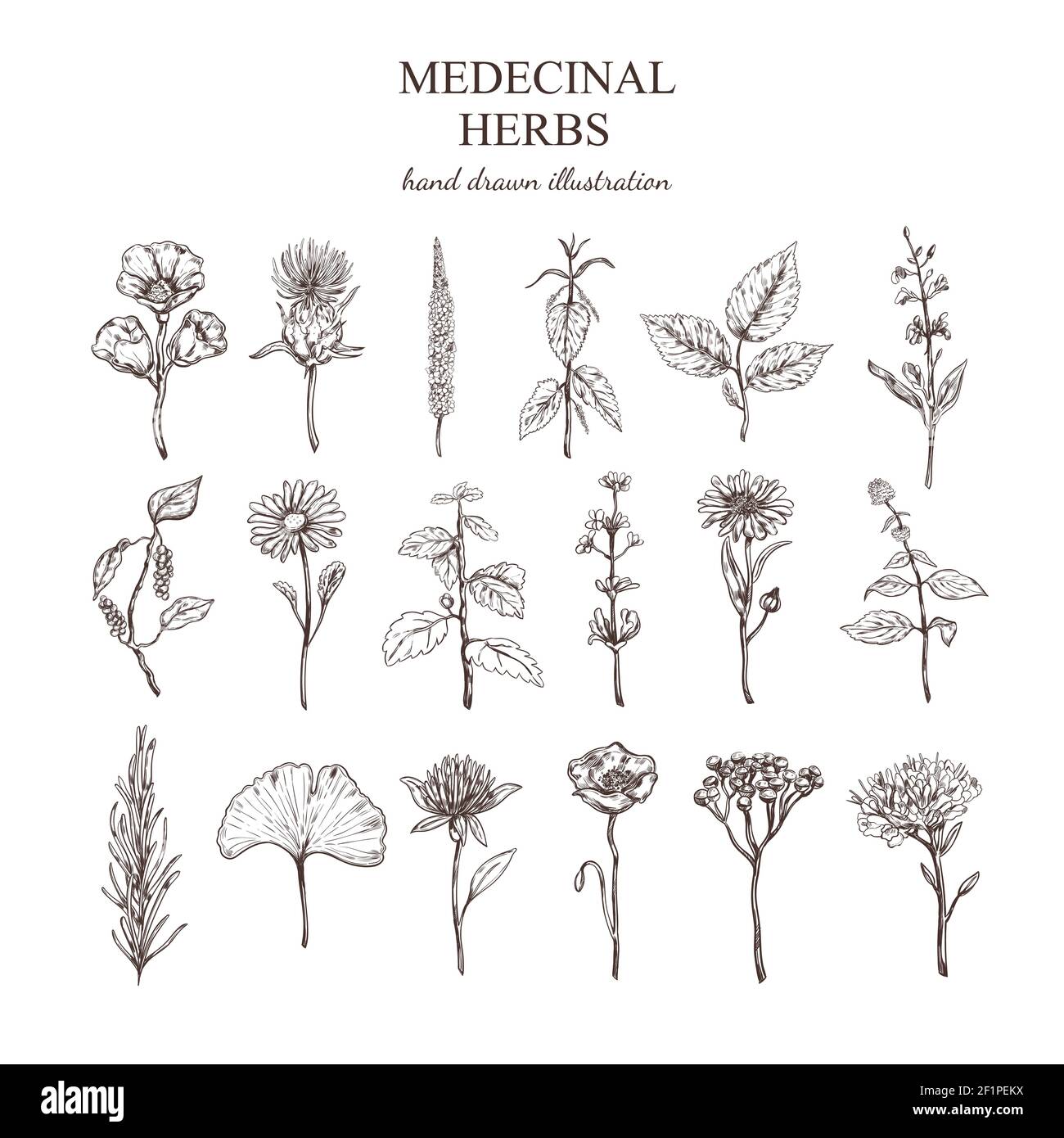 Collezione di erbe mediche disegnate a mano con piante naturali di valore per illustrazione vettoriale isolata per la salute umana Illustrazione Vettoriale