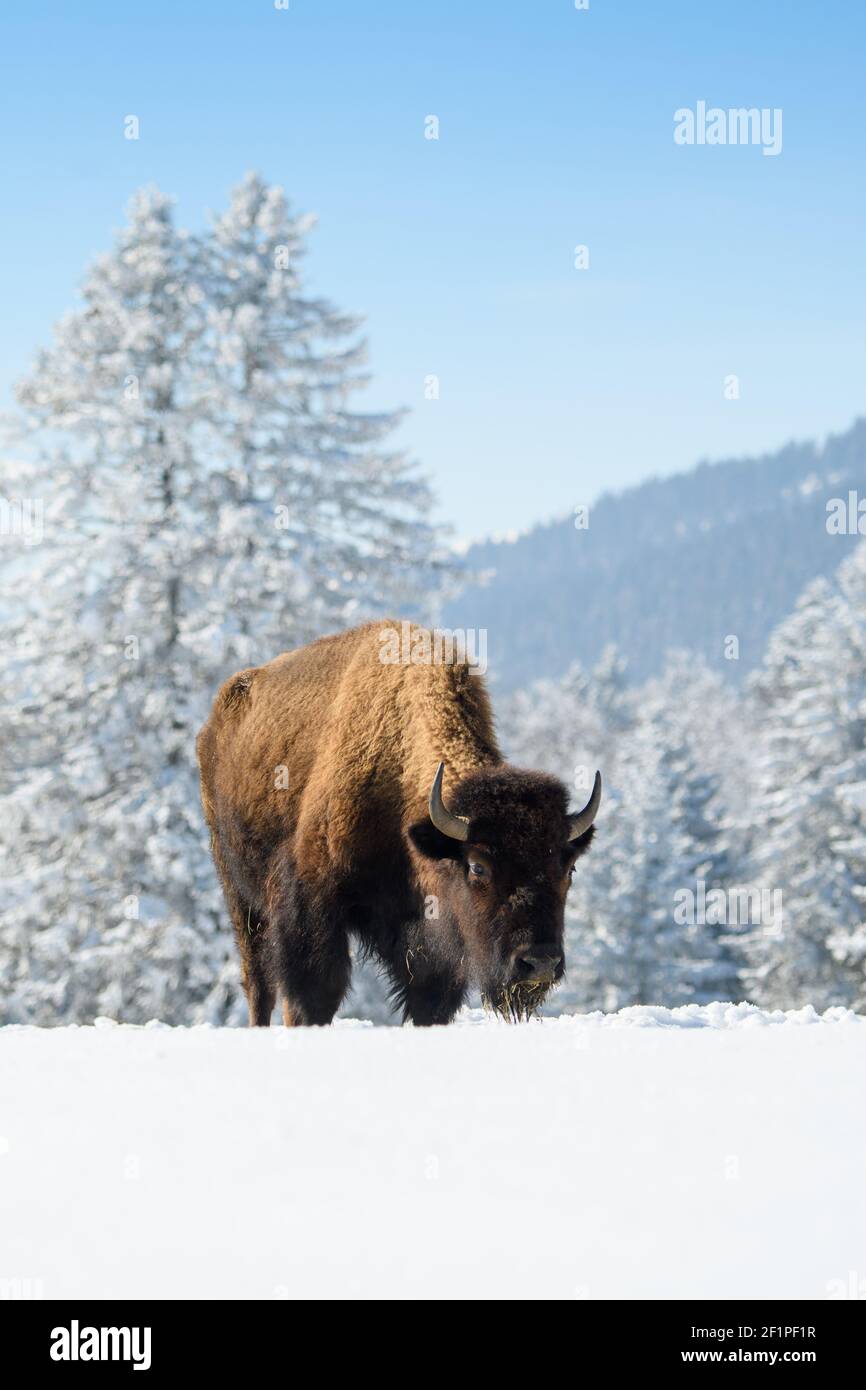 Veleno prigioniero nella neve al Bison Ranch a Les Prés d'Orvin, Giura svizzero Foto Stock