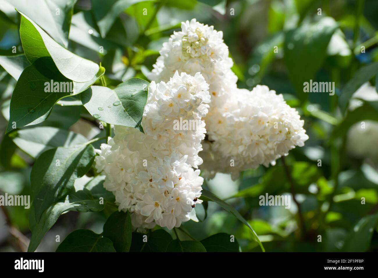 Lilla bianca. Il lilla è una pianta ornamentale molto popolare in giardini e parchi, a causa dei suoi fiori attraenti e profumati. Foto Stock