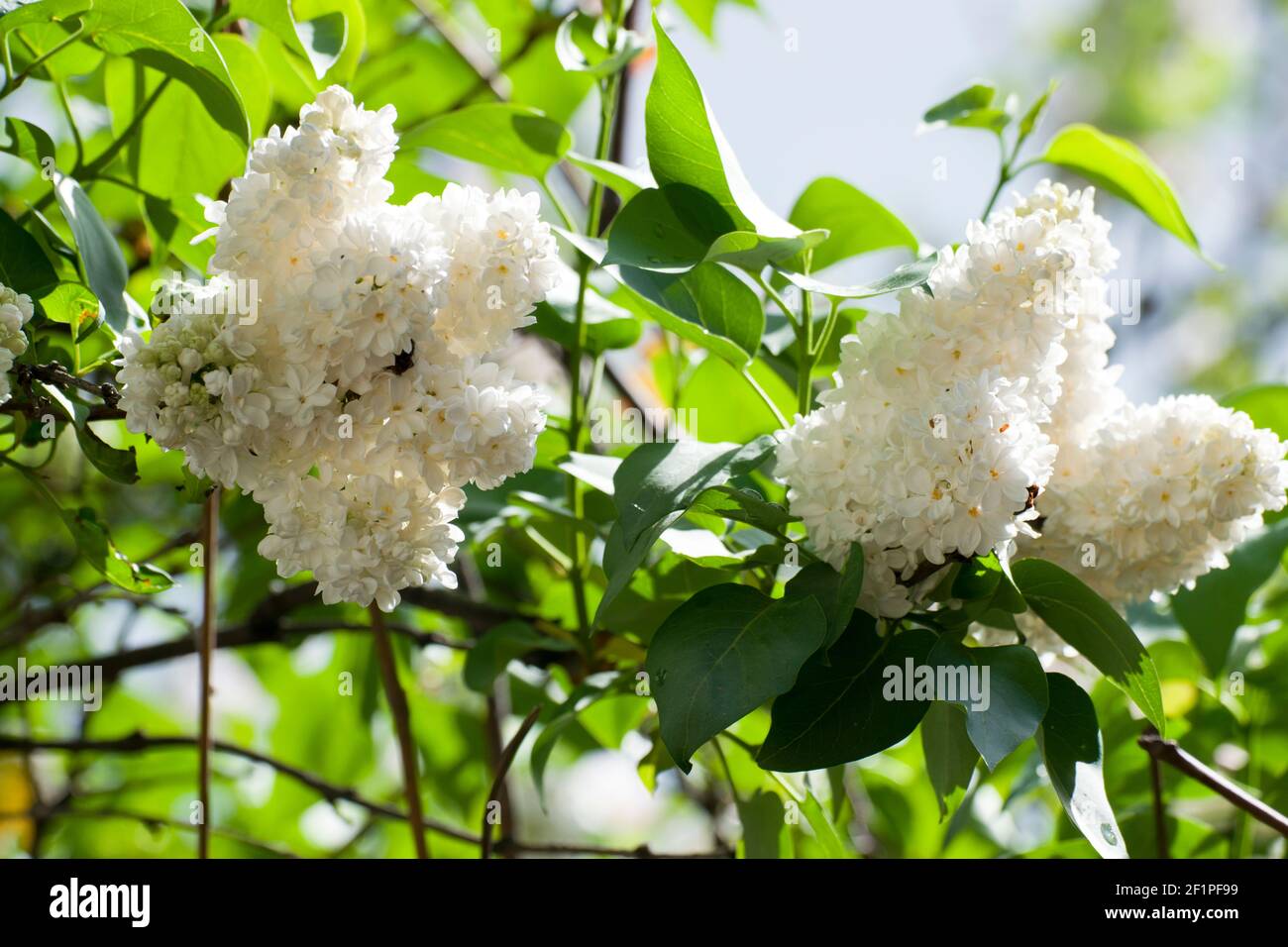 Lilla bianca. Il lilla è una pianta ornamentale molto popolare in giardini e parchi, a causa dei suoi fiori attraenti e profumati. Foto Stock