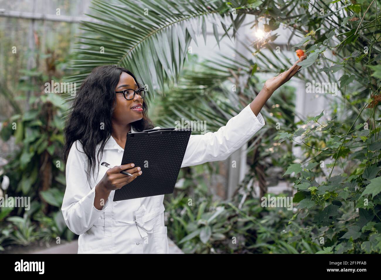 Agronomo professionista della donna africana conduce l'ispezione delle piante, lavorando in serra e fa note negli appunti. Foto Stock