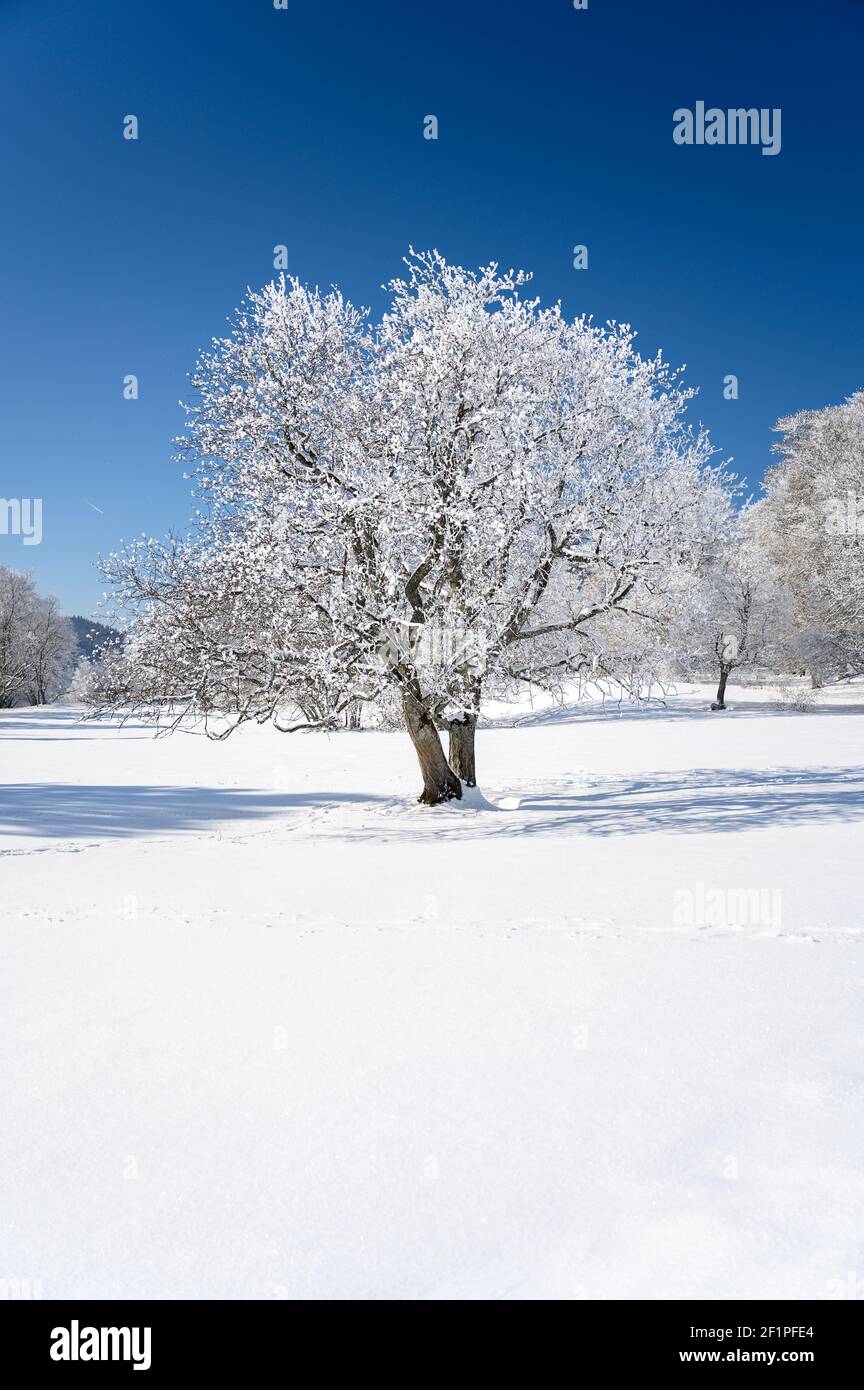 Paesaggio invernale da sogno a Les Prés d'Orvin, Giura svizzero Foto Stock