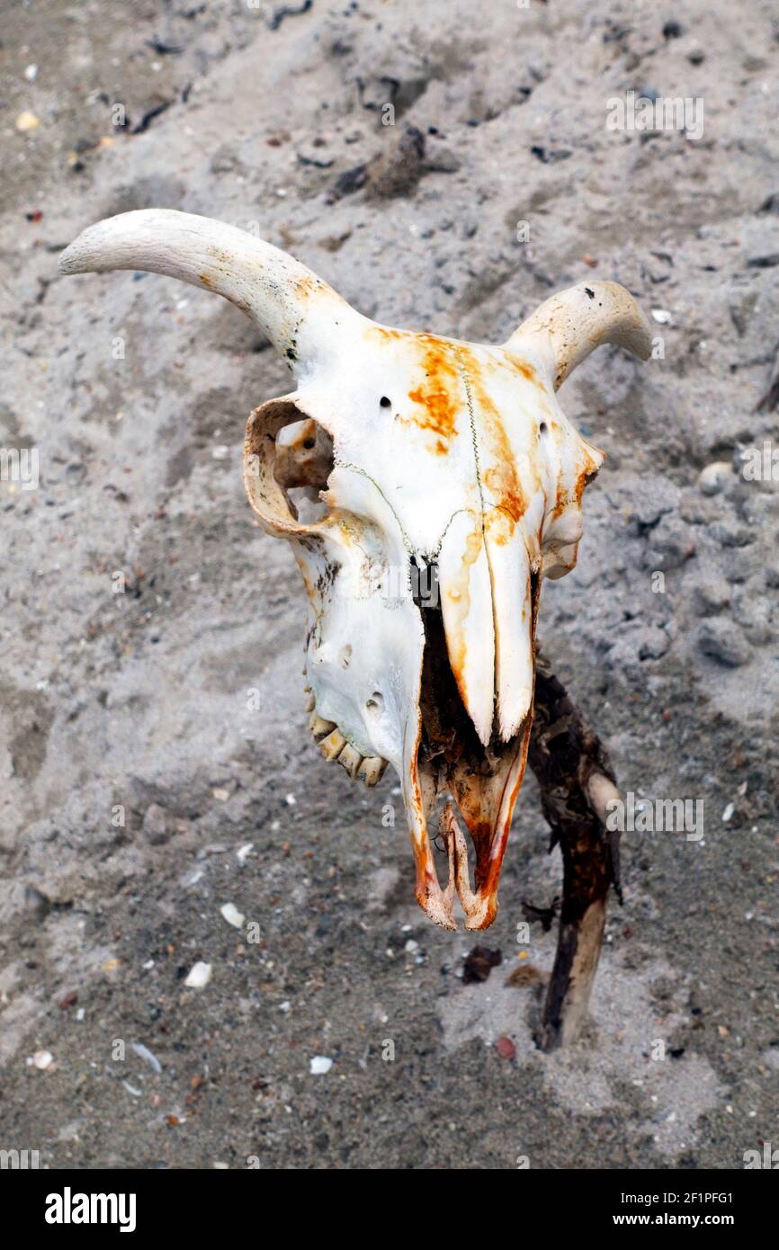 Cranio di pecora visualizzato su un bastone su una spiaggia in Scozia Foto Stock