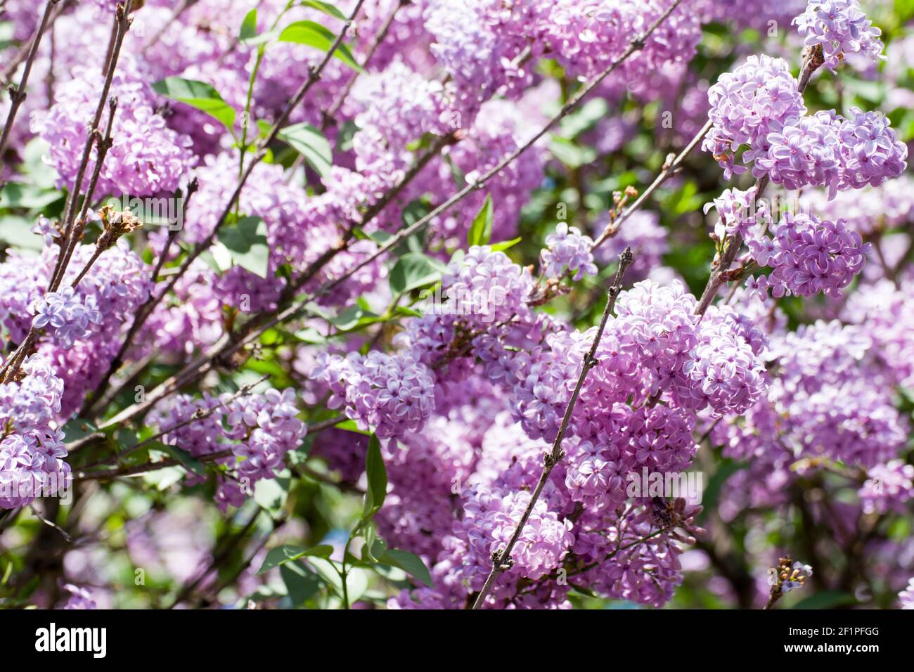 Lilla viola chiaro. Il lilla è una pianta ornamentale molto popolare in giardini e parchi, a causa dei suoi fiori attraenti e profumati. Foto Stock