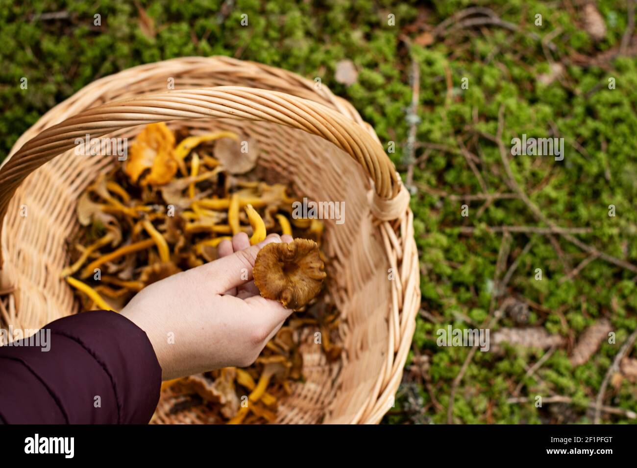 Persona che tiene in mano il fungo del cestello, riempito con craterellus tubaeformis (noto anche come fungo invernale o chanterelle ad imbuto) Foto Stock