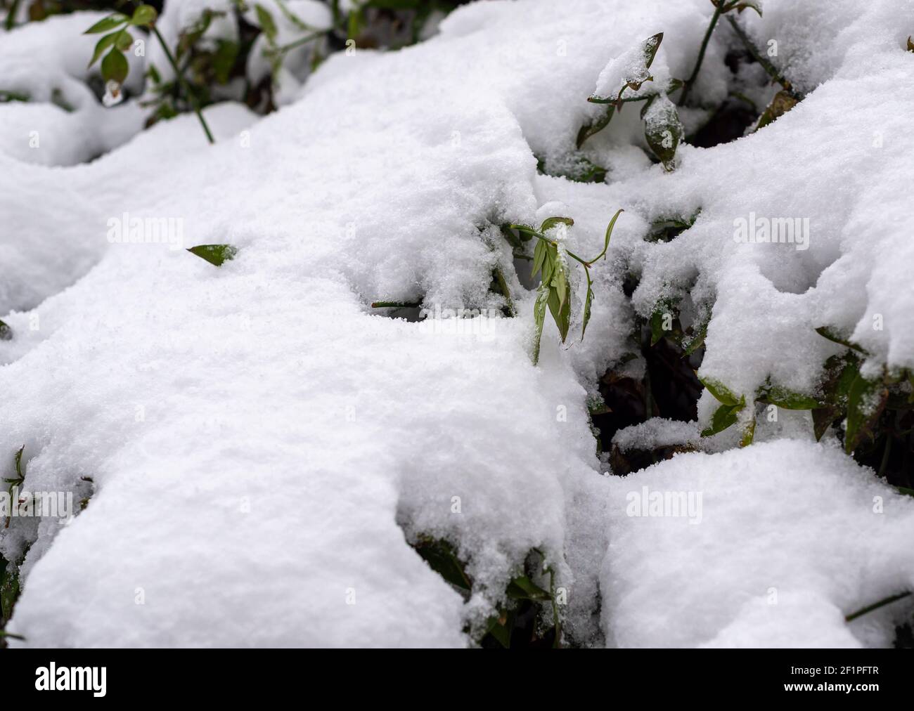 Neve bianca spessa che copre un cespuglio sempreverde Foto Stock