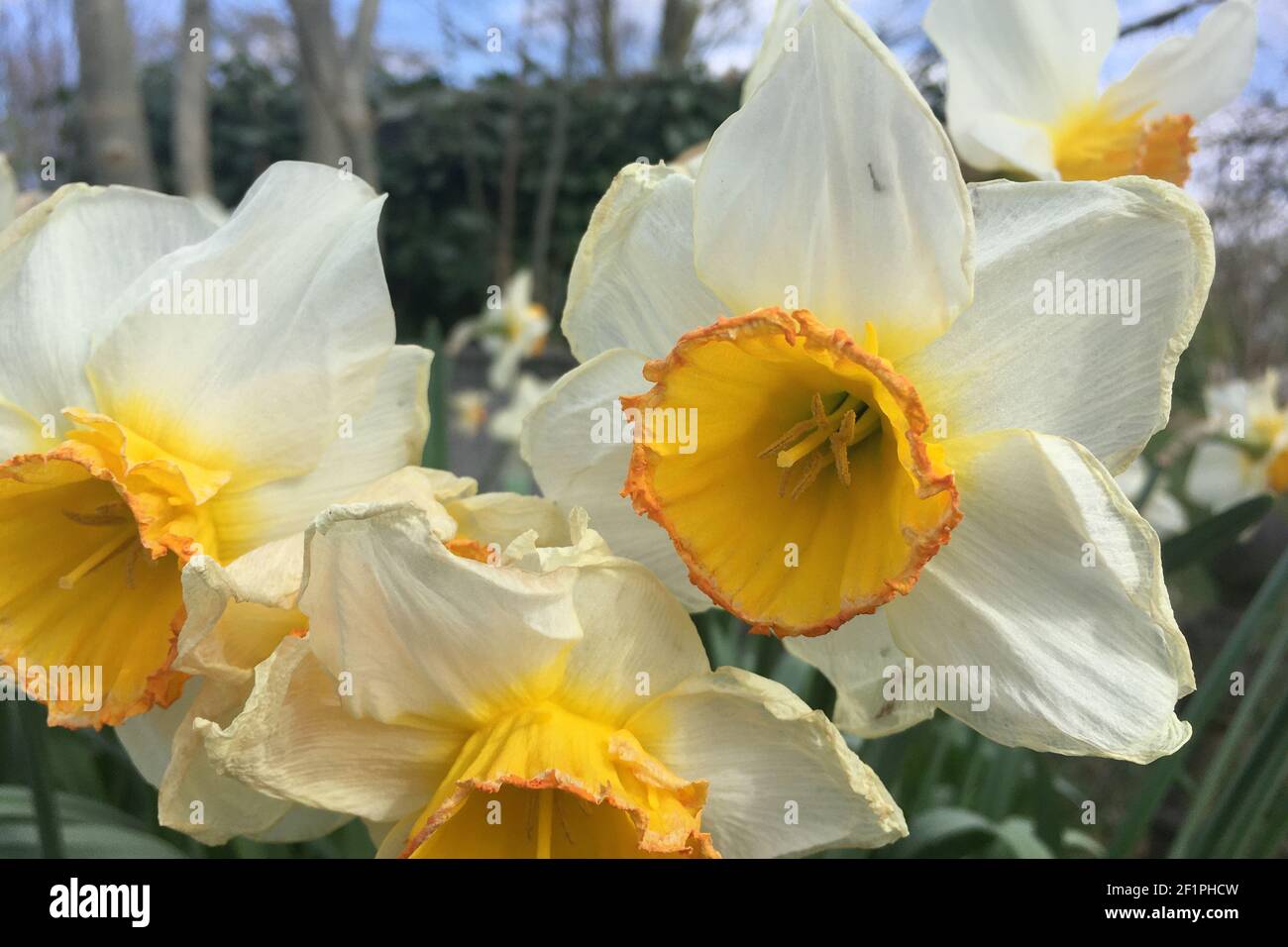 Daffodils bianco e giallo primo piano, Londra Foto Stock