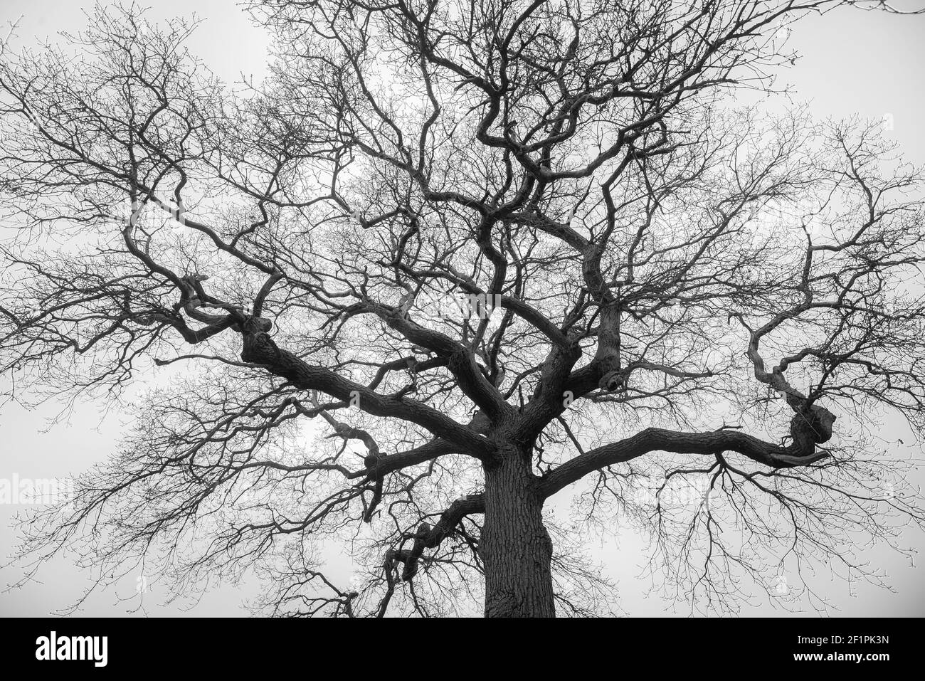 Silhouette di grande quercia contro un cielo pallido. Fotografia in bianco e nero. Foto Stock