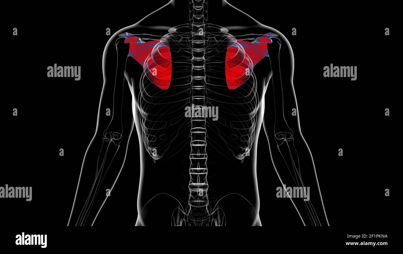 Anatomia scheletrica umana Scapula Bone 3D rendering for Medical Concept Foto Stock