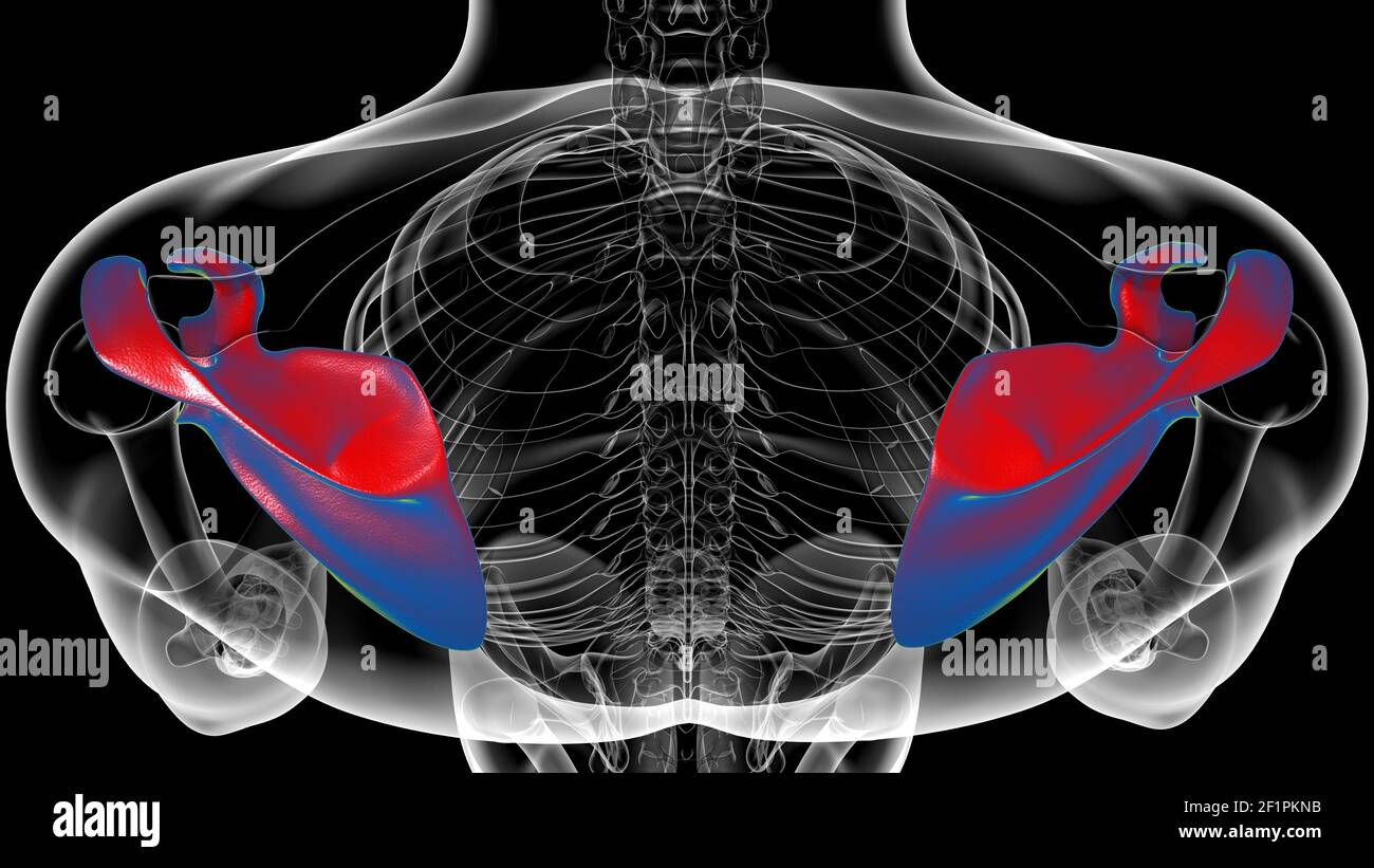 Anatomia scheletrica umana Scapula Bone 3D rendering for Medical Concept Foto Stock