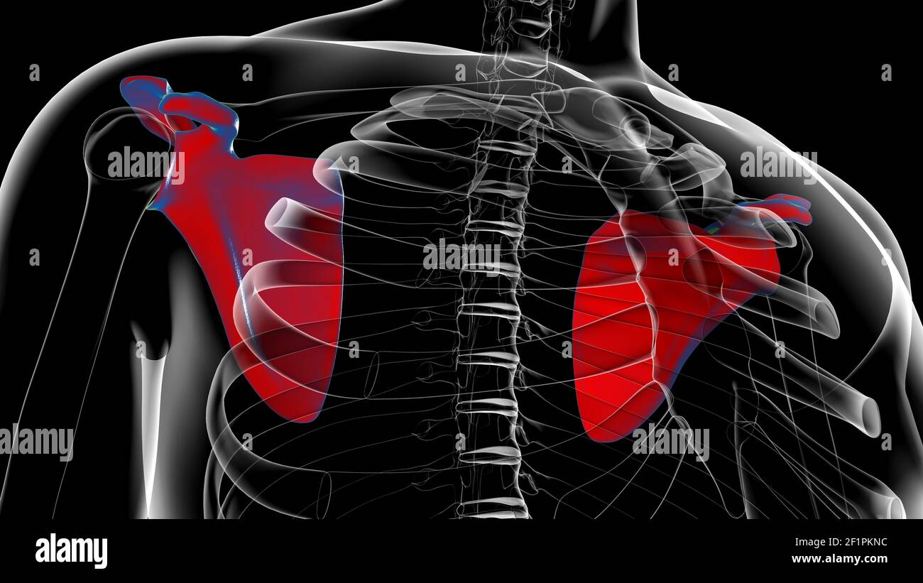 Anatomia scheletrica umana Scapula Bone 3D rendering for Medical Concept Foto Stock