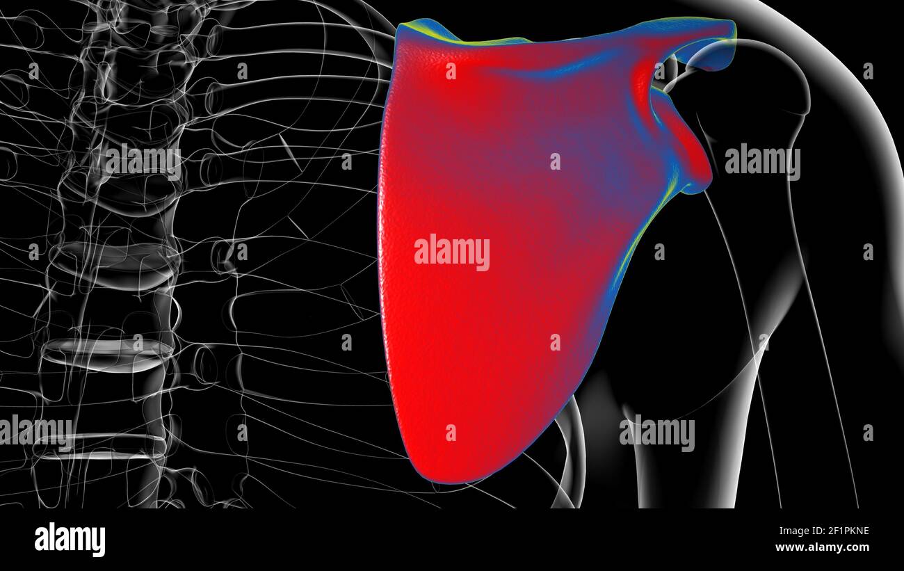 Anatomia scheletrica umana Scapula Bone 3D rendering for Medical Concept Foto Stock