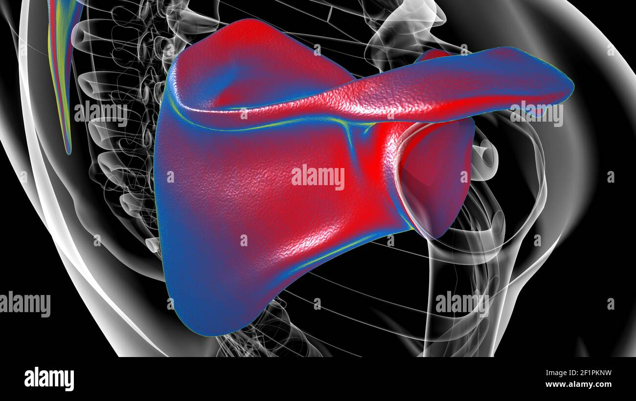 Anatomia scheletrica umana Scapula Bone 3D rendering for Medical Concept Foto Stock