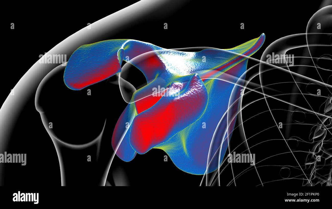 Anatomia scheletrica umana Scapula Bone 3D rendering for Medical Concept Foto Stock