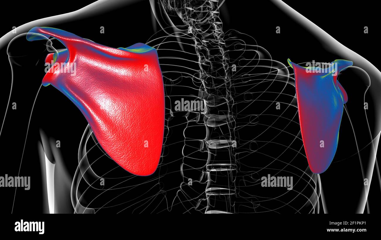 Anatomia scheletrica umana Scapula Bone 3D rendering for Medical Concept Foto Stock