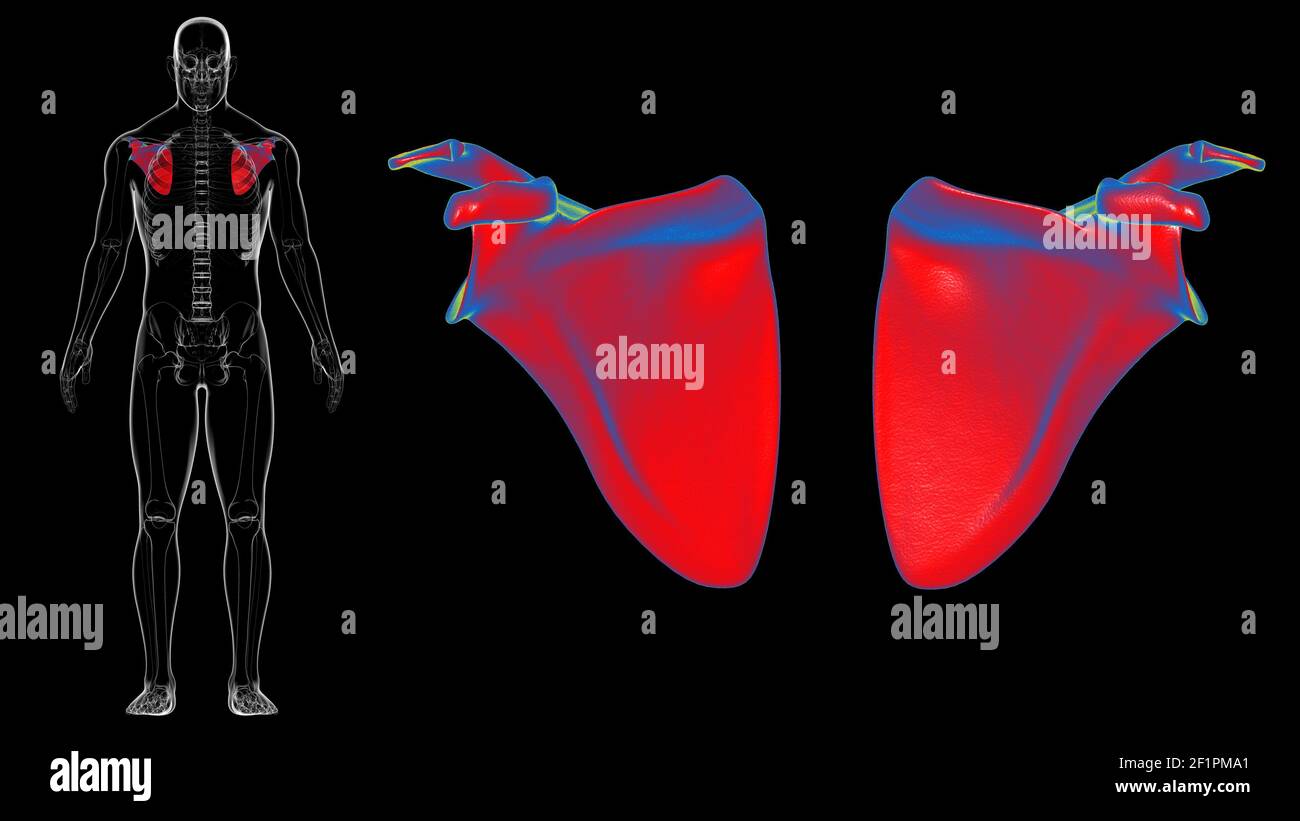 Anatomia scheletrica umana Scapula Bone 3D rendering for Medical Concept Foto Stock