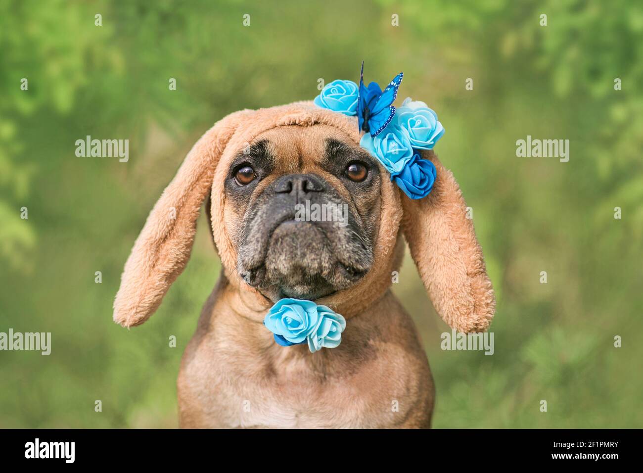 Carino Bulldog francese vestito come coniglietto di pasqua con marrone orecchie con fiori blu e farfalle su sfondo verde Foto Stock