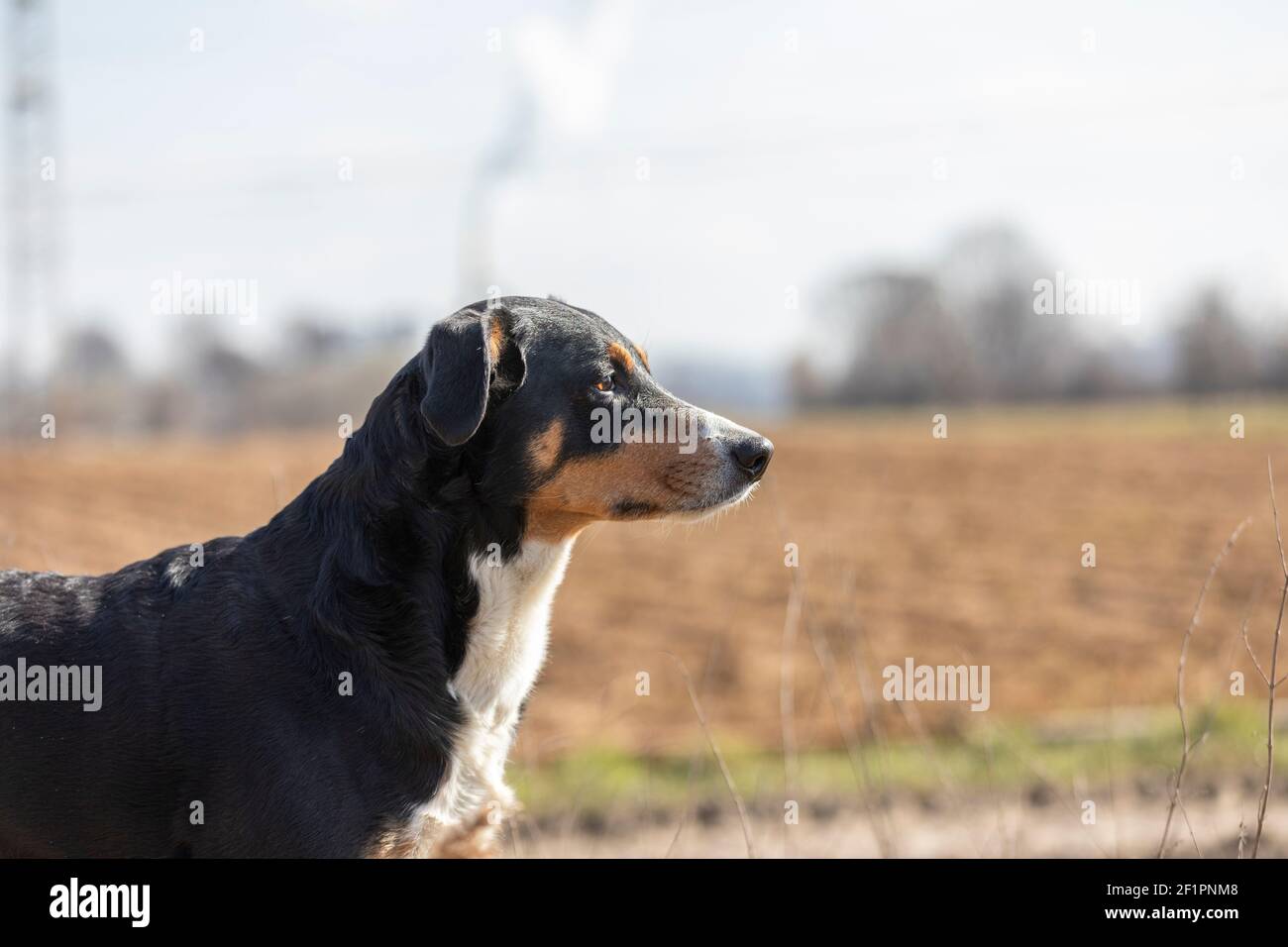 Un ritratto in primo piano di appenzeller Sennenhund cane su una passeggiata in un prato e guarda via Foto Stock