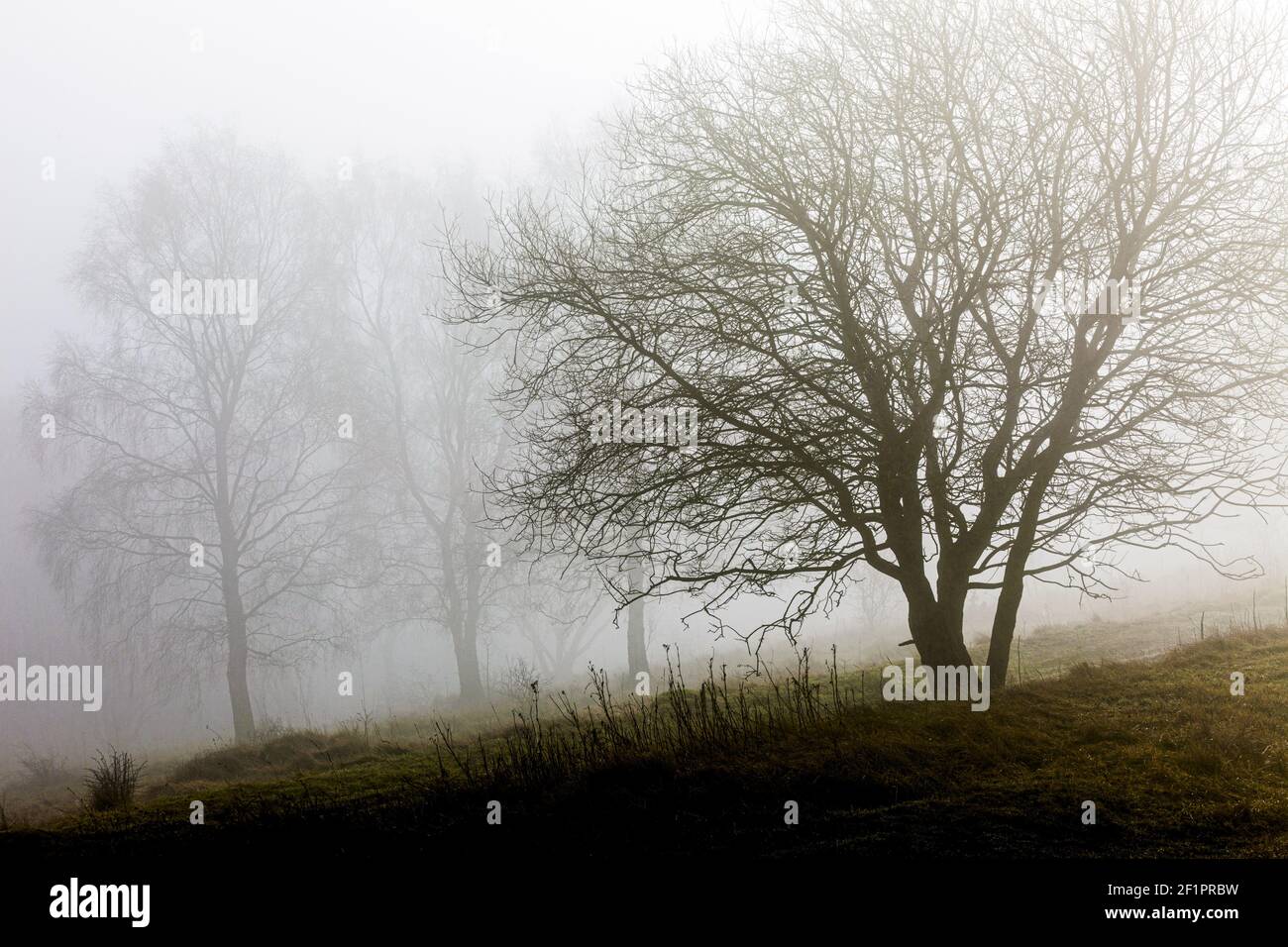 Nebbia a Rudge Hill, Edge Common - parte della Cotswold Commons & Beechwoods National Nature Reserve, Gloucestershire UK Foto Stock