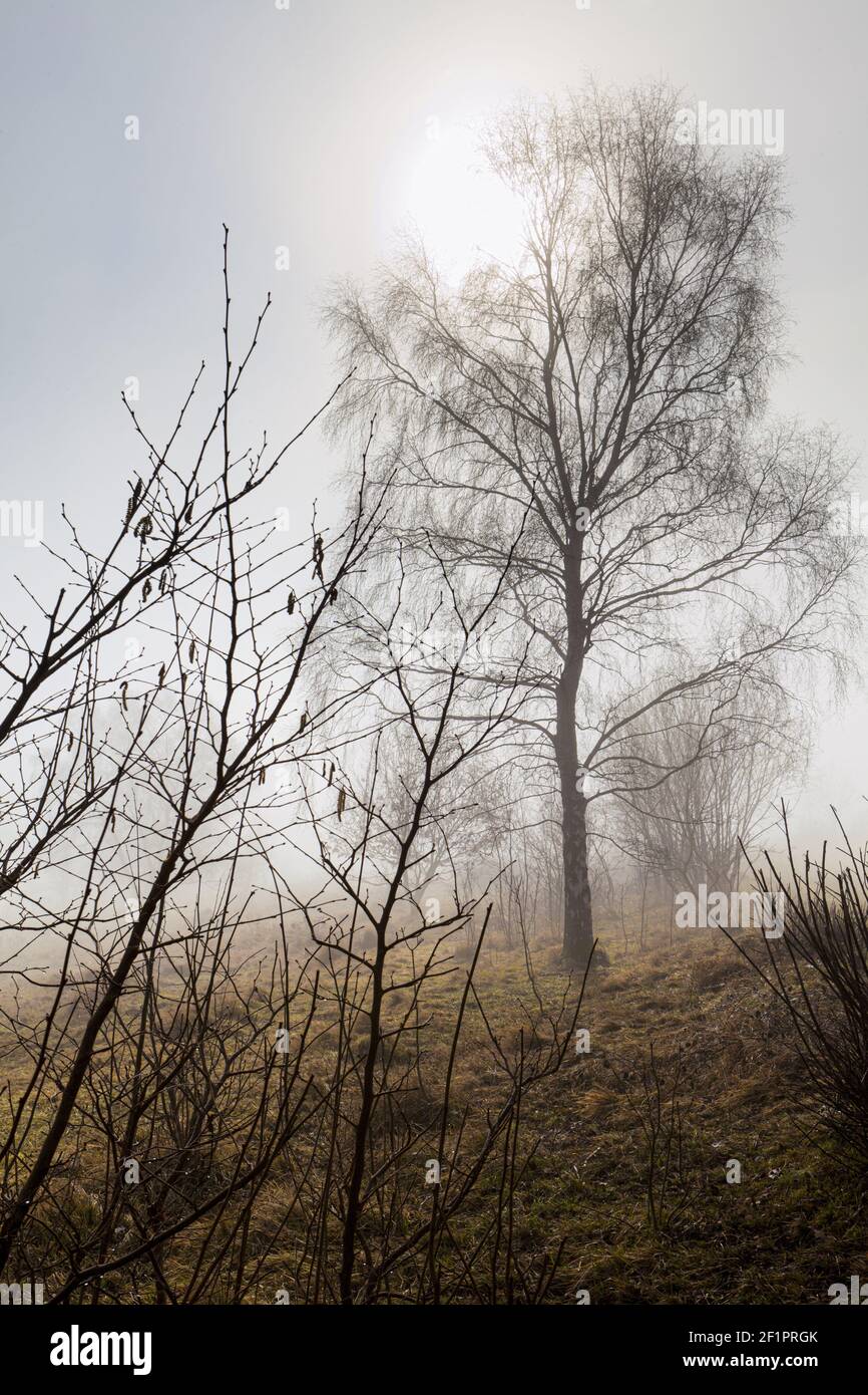 Nebbia a Rudge Hill, Edge Common - parte della Cotswold Commons & Beechwoods National Nature Reserve, Gloucestershire UK Foto Stock