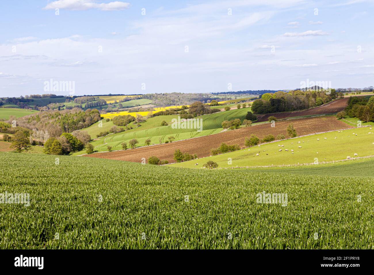 Un paesaggio agricolo variegato sulle dolci colline del Cotswold vicino a Hawling, Gloucestershire UK Foto Stock